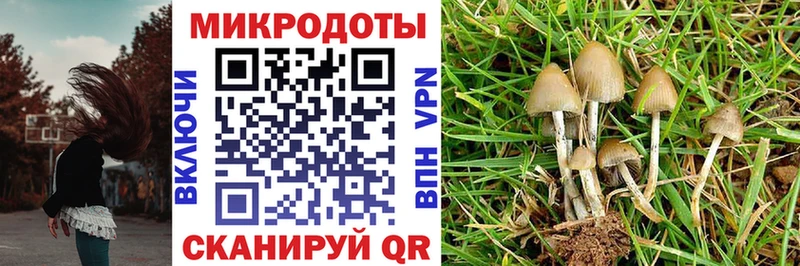 Галлюциногенные грибы Cubensis Талдом
